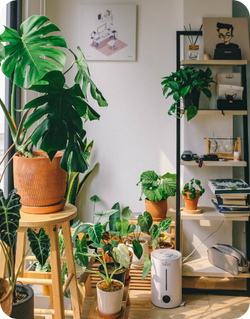 Plants